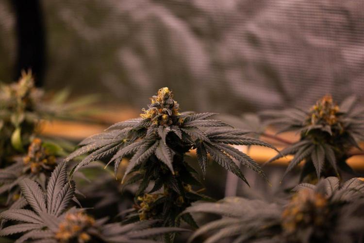 Special Kush - Paradise Seeds. Week 15