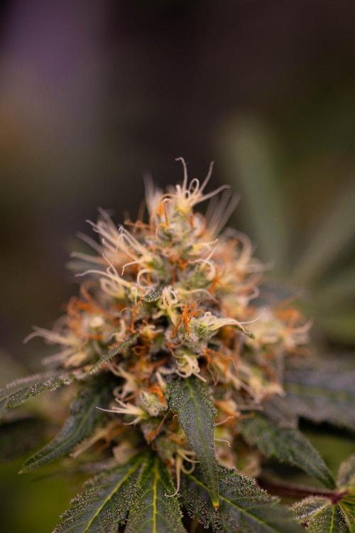 Spliffs Strawberry - Spliff Seeds. Week 16