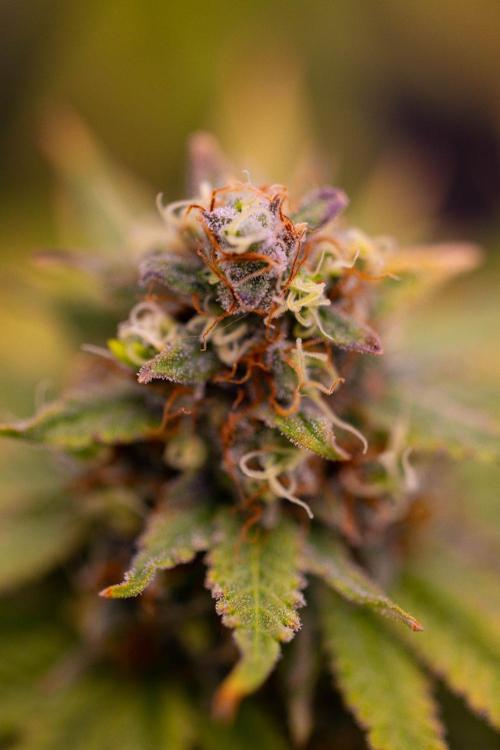 Purple Berry Kush - Spliff Seeds. Week 16