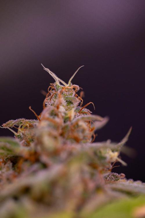 Purple Berry Kush - Spliff Seeds. Week 16