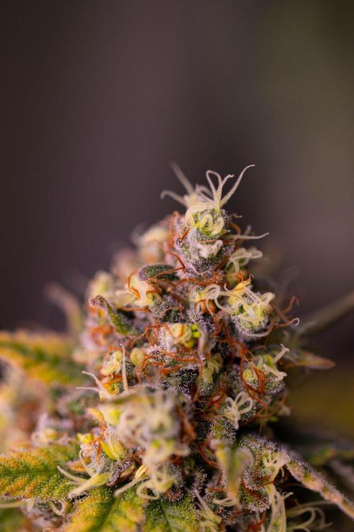 Purple Berry Kush - Spliff Seeds. Week 16