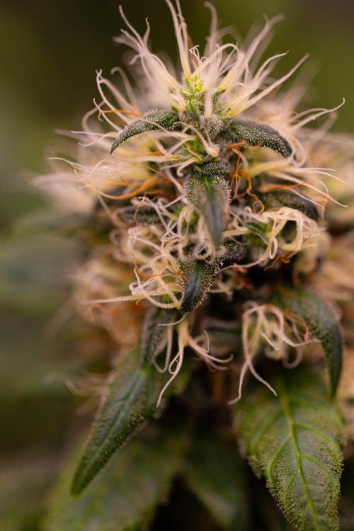 Afghani Gold - Spliff Seeds. Week 16