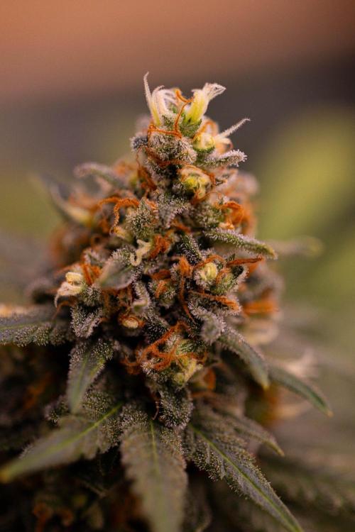 Amnesia - Paradise Seeds. Week 16