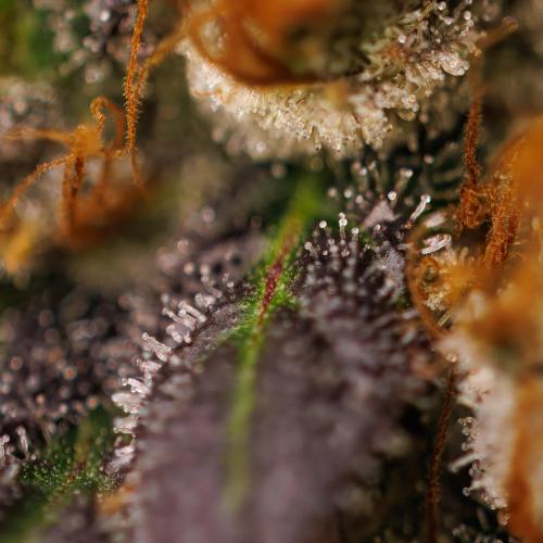 Special Kush - Paradise Seeds. Week 17