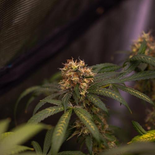 Spliffs Strawberry. Week 17