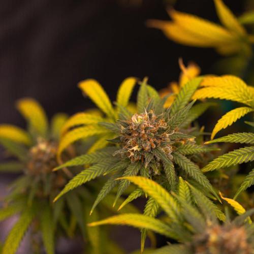 Amnesia. Week 17