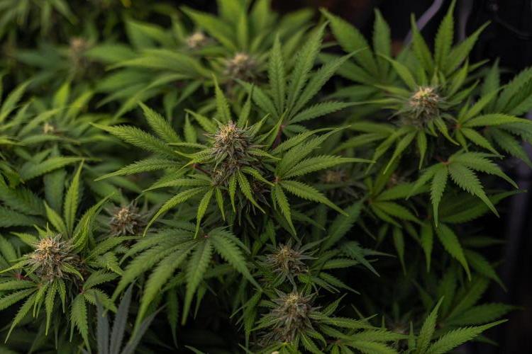 White Widow Auto - Spliff Seeds. Week 11