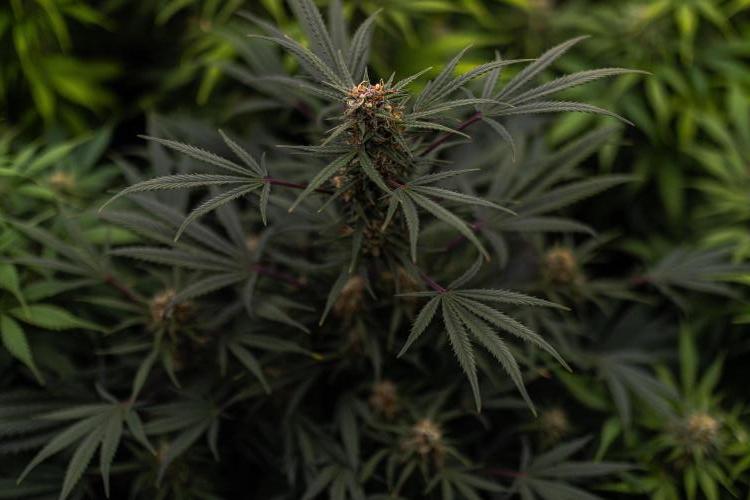 Mega Power Plant Auto - Spliff Seeds. Week 11