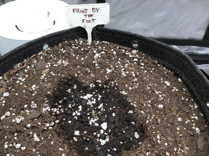 FROOT BY THE FOOT AUTO. Week 0