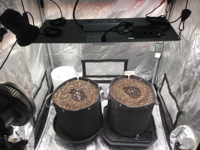 FROOT BY THE FOOT AUTO. Week 0