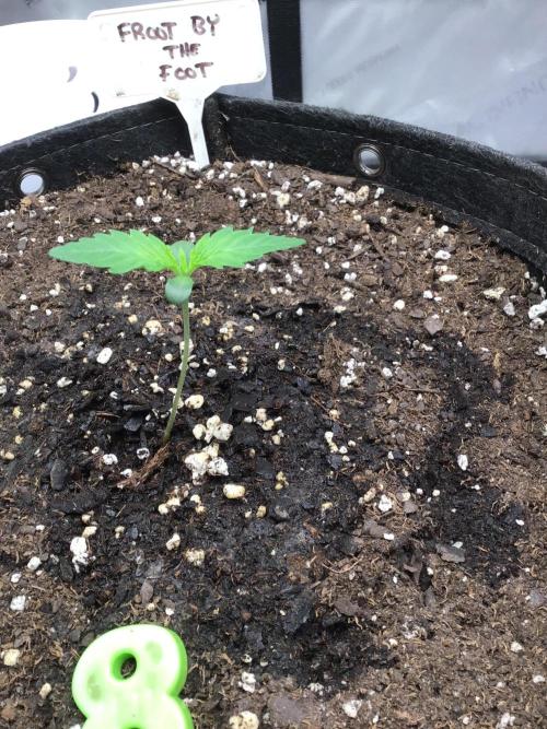 FROOT BY THE FOOT AUTO. Week 1