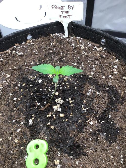 FROOT BY THE FOOT AUTO. Week 1