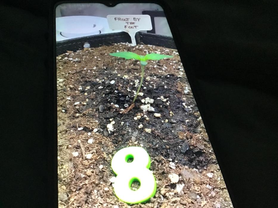 FROOT BY THE FOOT AUTO. Week 2