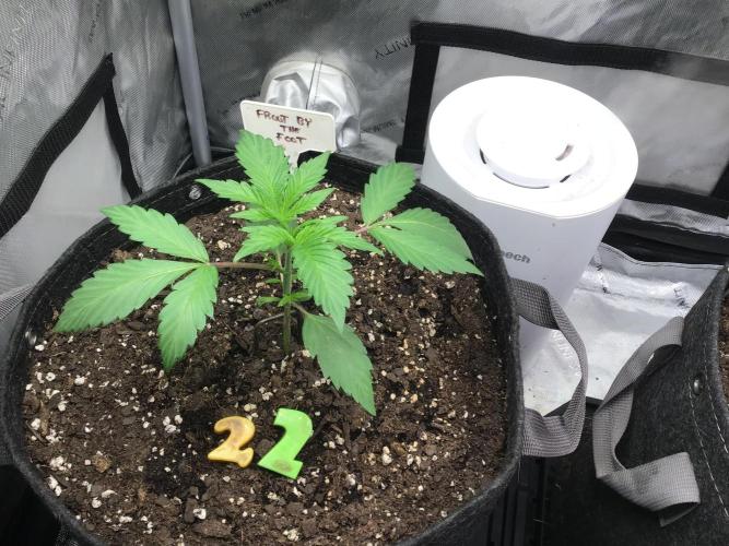 FROOT BY THE FOOT AUTO. Week 4