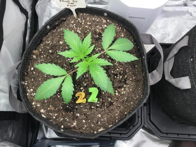 FROOT BY THE FOOT AUTO. Week 4