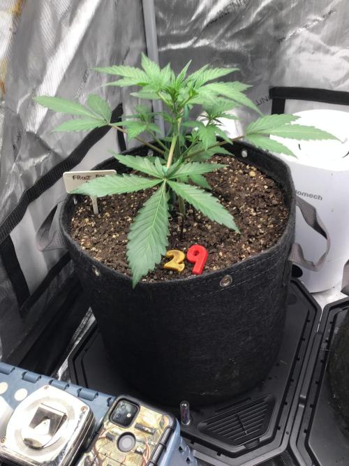 FROOT BY THE FOOT AUTO. Week 5
