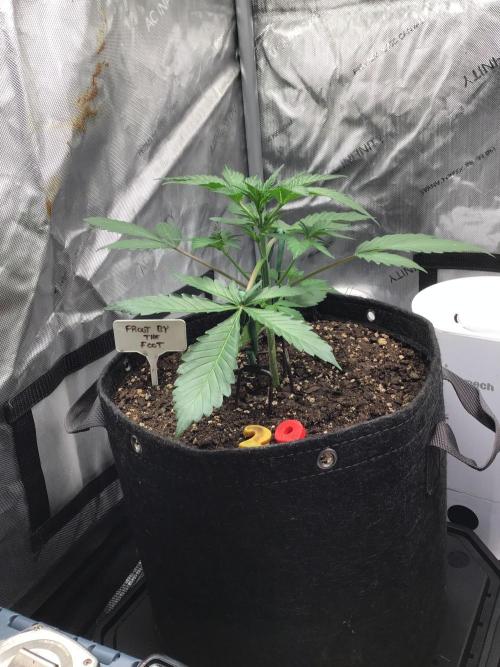 FROOT BY THE FOOT AUTO. Week 5