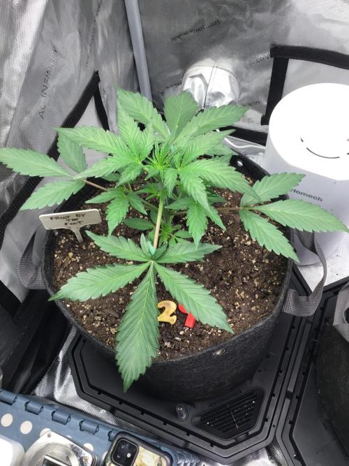 FROOT BY THE FOOT AUTO. Week 5
