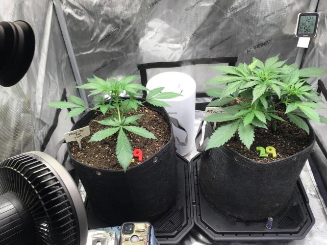 FROOT BY THE FOOT AUTO. Week 5