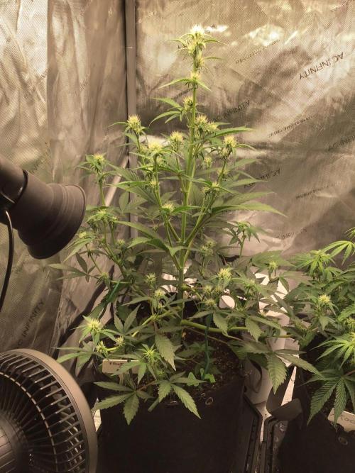 FROOT BY THE FOOT AUTO. Week 6