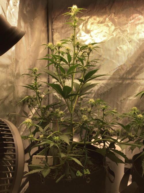 FROOT BY THE FOOT AUTO. Week 6