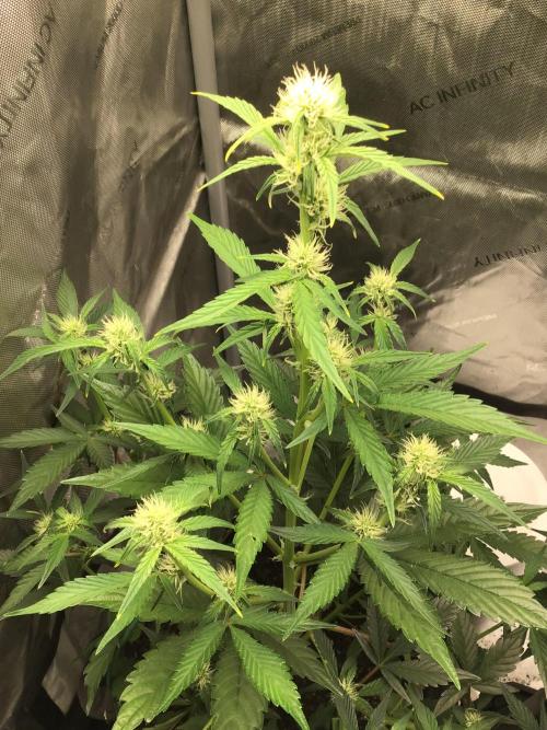 FROOT BY THE FOOT AUTO. Week 6