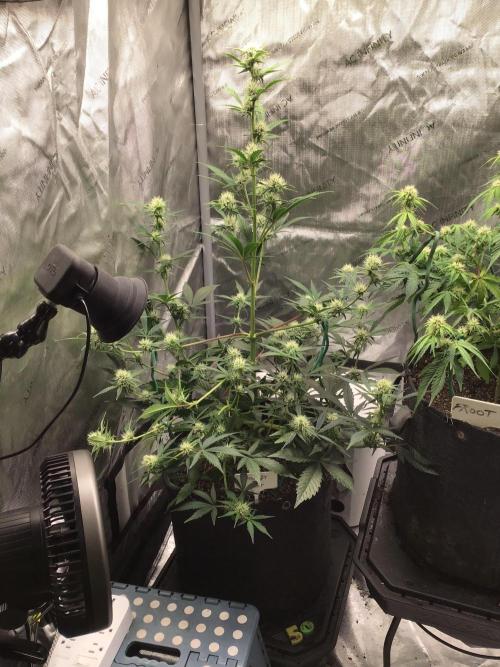 FROOT BY THE FOOT AUTO. Week 7
