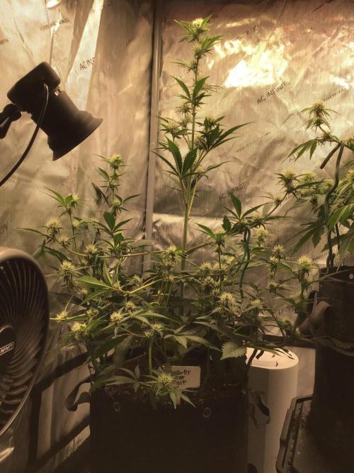 FROOT BY THE FOOT AUTO. Week 7