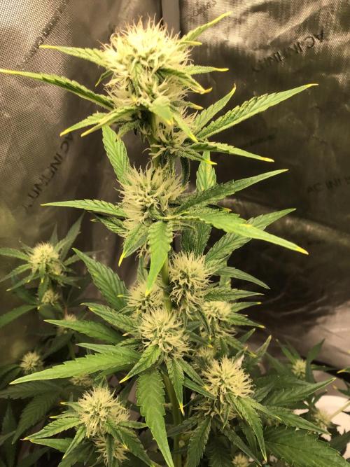 FROOT BY THE FOOT AUTO. Week 7