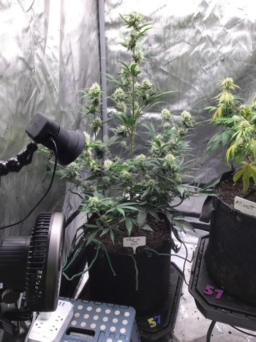 FROOT BY THE FOOT AUTO. Week 8
