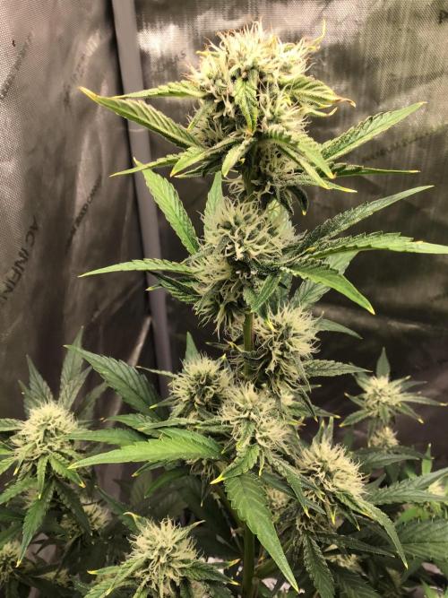 FROOT BY THE FOOT AUTO. Week 8