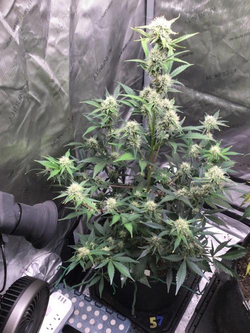 FROOT BY THE FOOT AUTO. Week 8