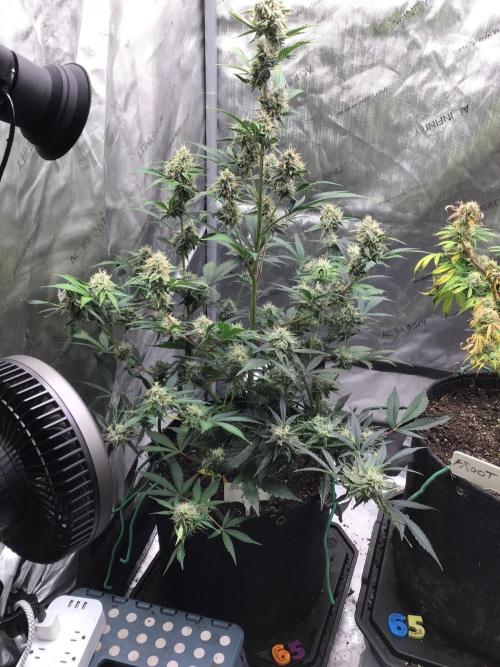 FROOT BY THE FOOT AUTO. Week 9