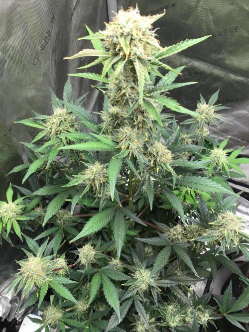 FROOT BY THE FOOT AUTO. Week 9