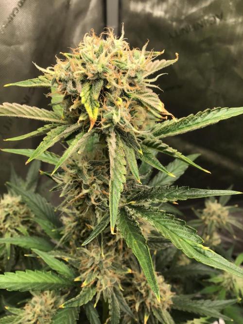 FROOT BY THE FOOT AUTO. Week 10