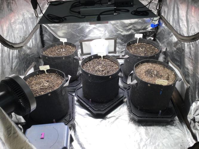 CHERRY COLA #1. Week 1