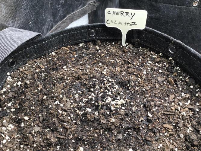 CHERRY COLA #2. Week 0