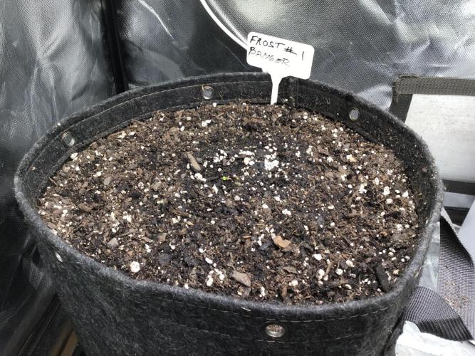 FROST BANGER #1. Week 1