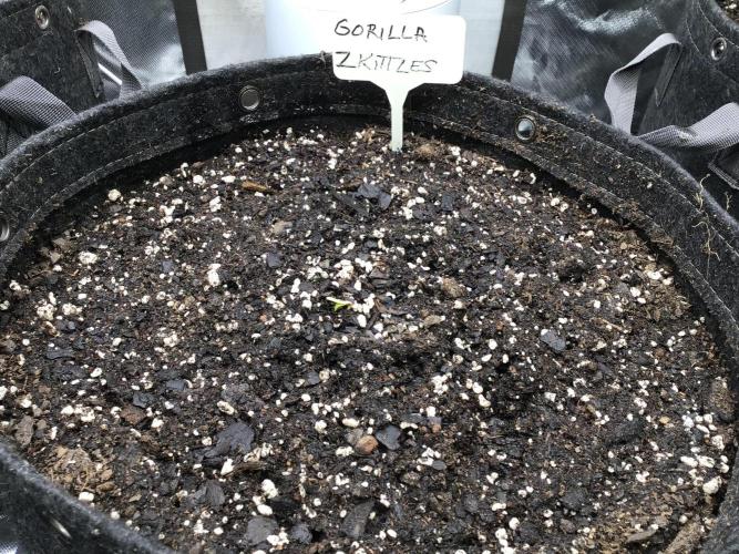 GORILLA ZKITTLES. Week 0