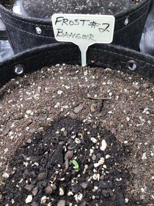 FROST BANGER #2. Week 0