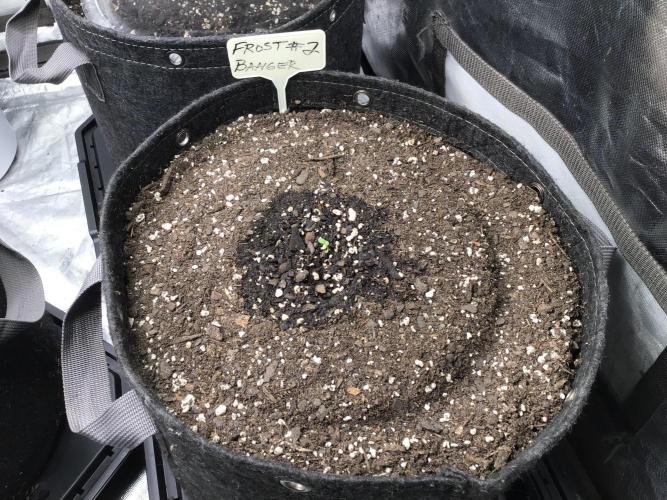 FROST BANGER #2. Week 0