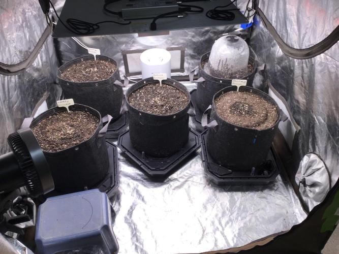 FROST BANGER #2. Week 0