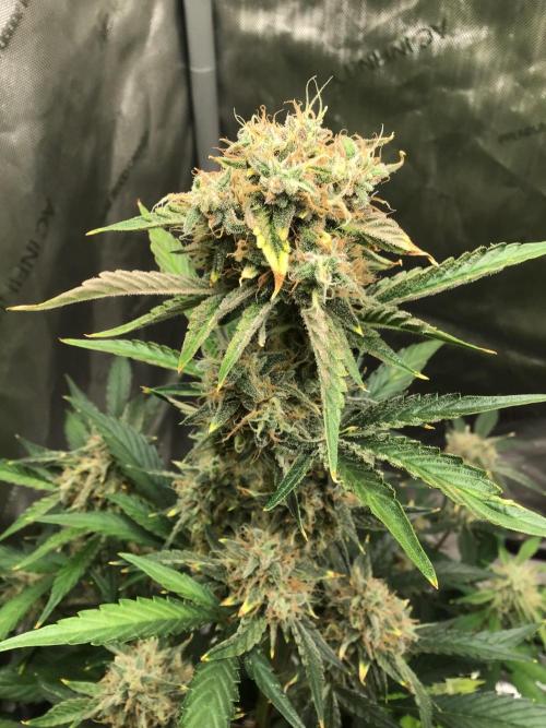 FROOT BY THE FOOT AUTO. Week 11