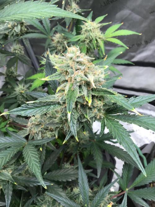 FROOT BY THE FOOT AUTO. Week 11