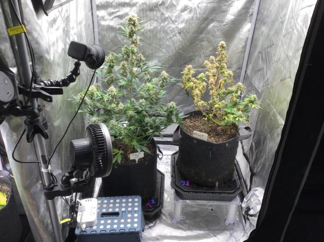 FROOT BY THE FOOT AUTO. Week 11