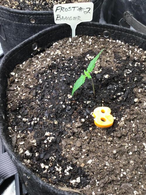 FROST BANGER #2. Week 2