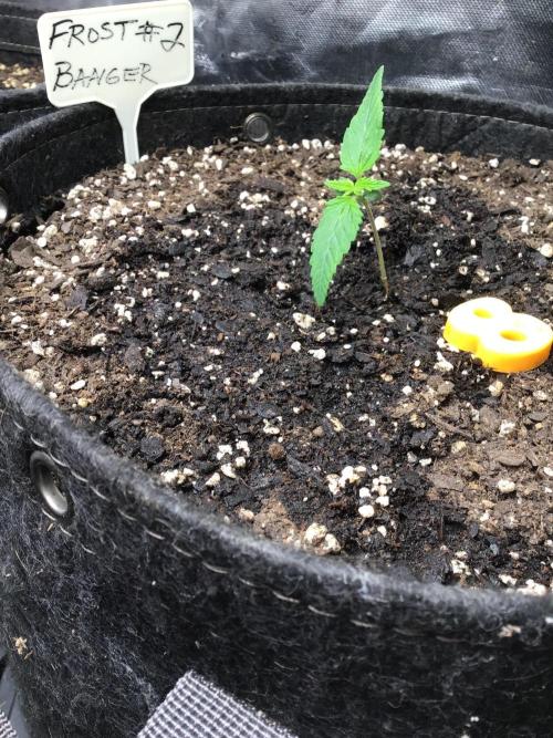 FROST BANGER #2. Week 2