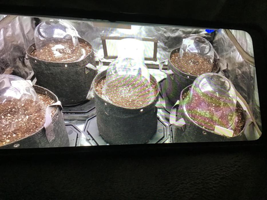 FROST BANGER #1. Week 0