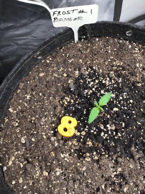 FROST BANGER #1. Week 2