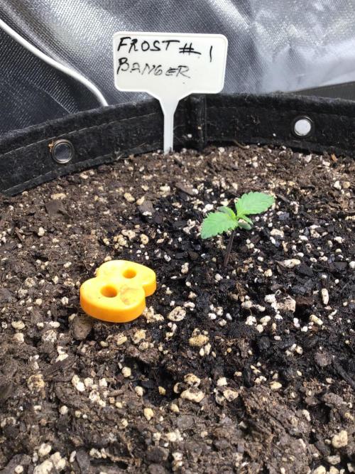 FROST BANGER #1. Week 2